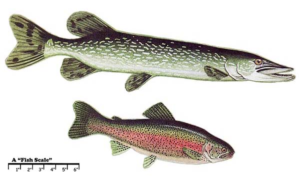 TOP: The northern pike. BOTTOM: The rainbow trout
